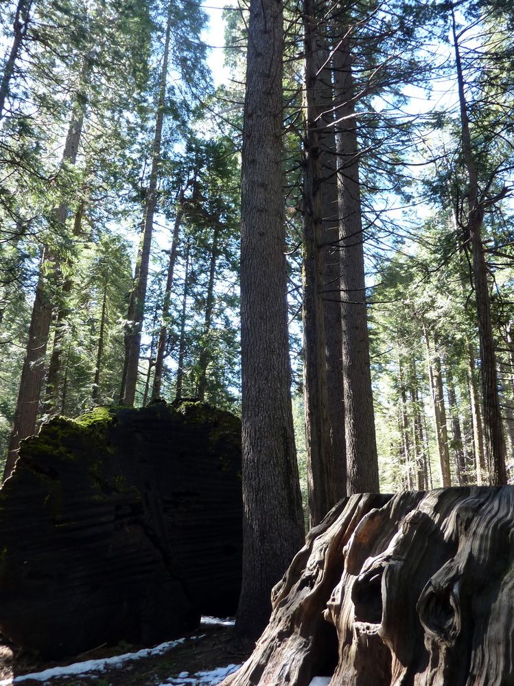 big tree state park (4).JPG